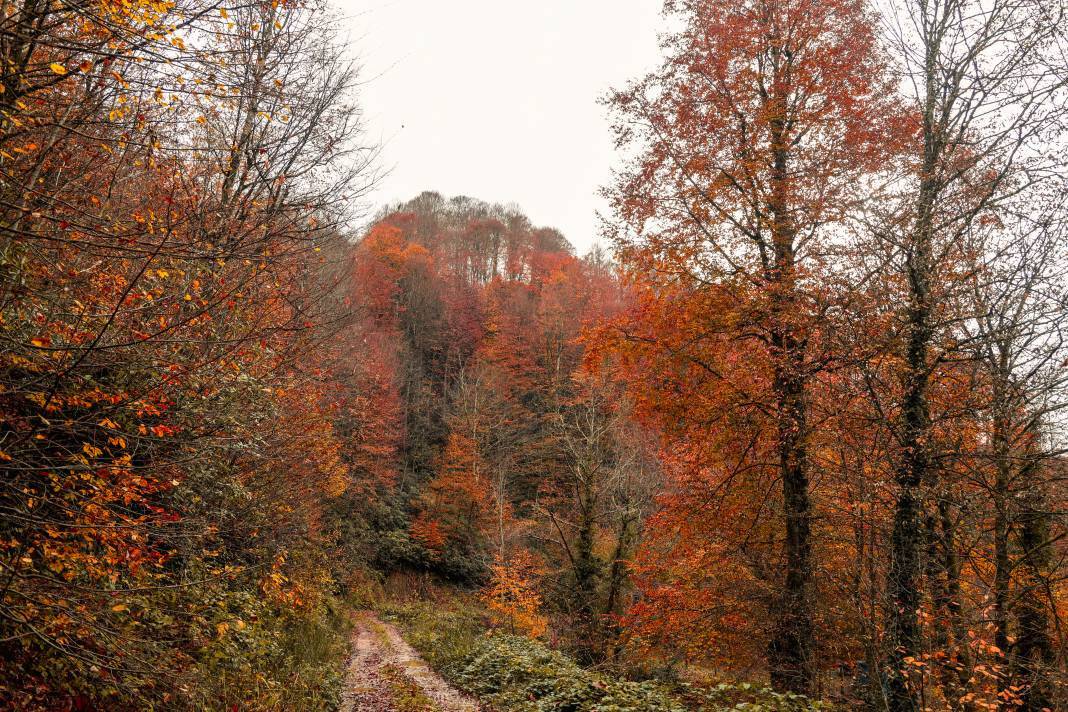 Çam Dağı, renk tonlarıyla güzel görüntüler oluşturdu 1
