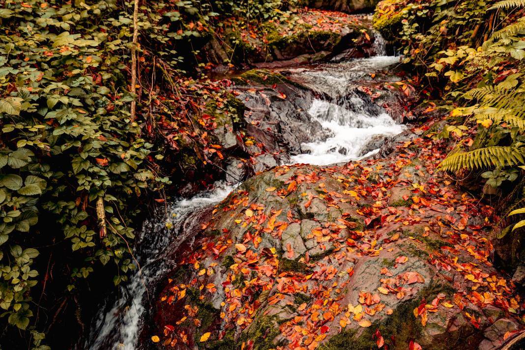 Çam Dağı, renk tonlarıyla güzel görüntüler oluşturdu 2