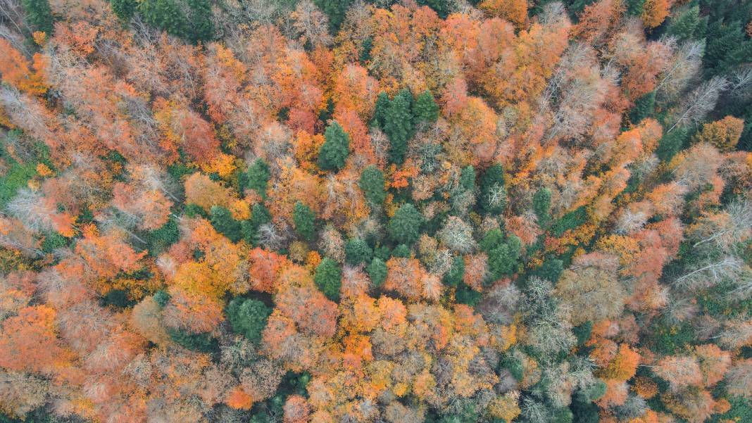 Çam Dağı, renk tonlarıyla güzel görüntüler oluşturdu 9