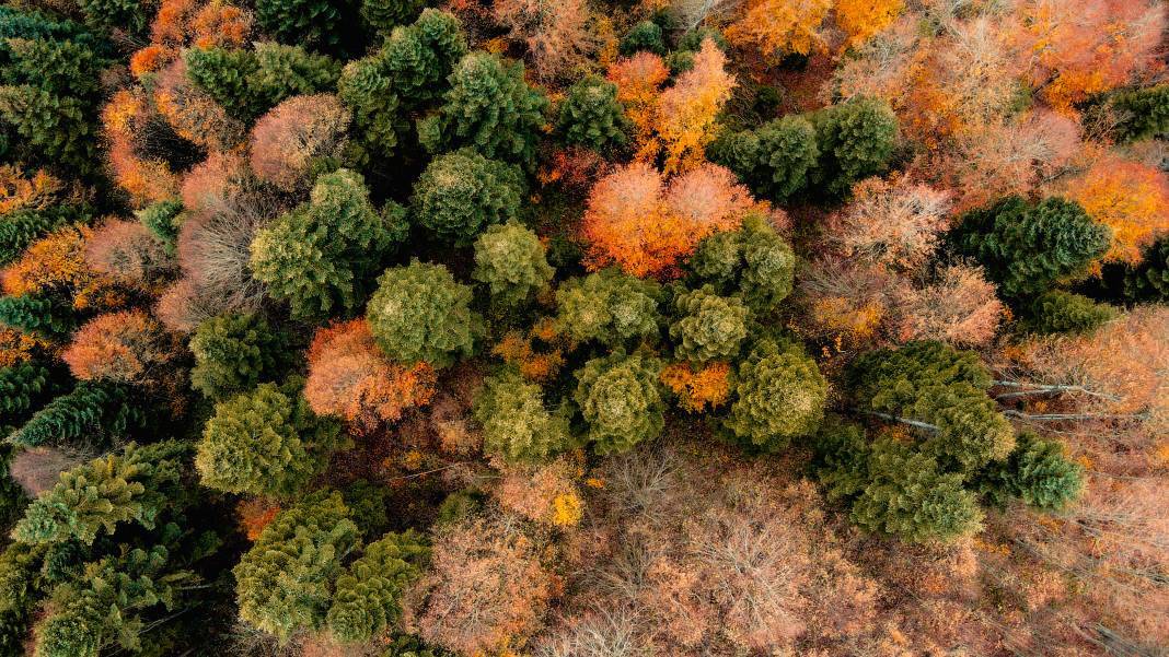 Çam Dağı, renk tonlarıyla güzel görüntüler oluşturdu 5