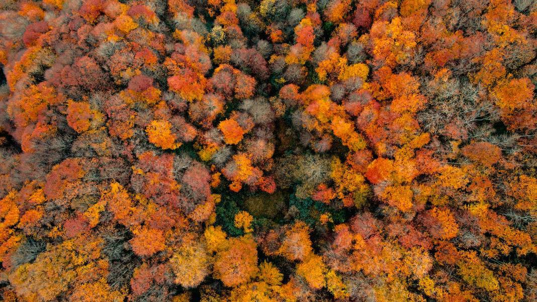 Çam Dağı, renk tonlarıyla güzel görüntüler oluşturdu 7