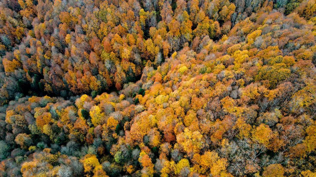 Çam Dağı, renk tonlarıyla güzel görüntüler oluşturdu 8