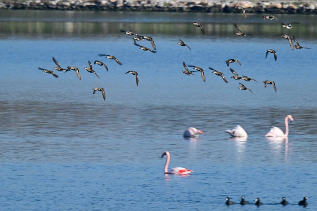 Çakalburnu Lagünü İzmir'in doğal zenginliği 8