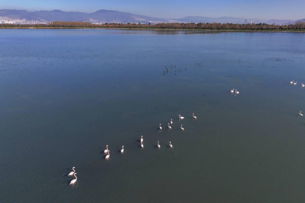 Çakalburnu Lagünü İzmir'in doğal zenginliği 4