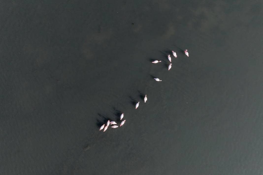 Çakalburnu Lagünü İzmir'in doğal zenginliği 5