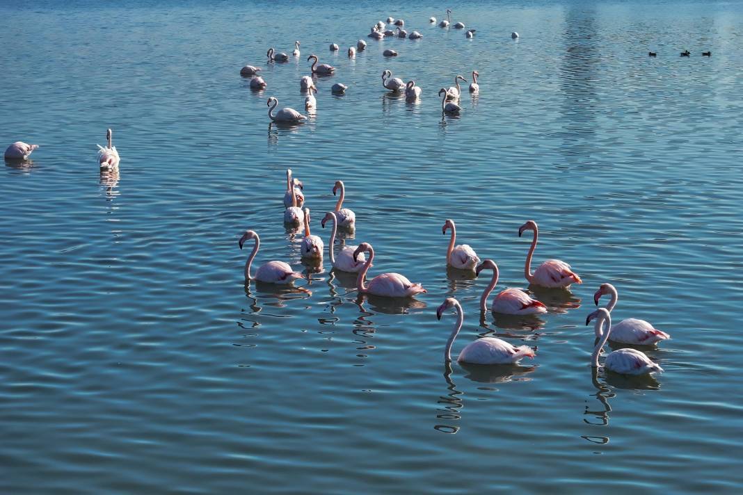 Çakalburnu Lagünü İzmir'in doğal zenginliği 6