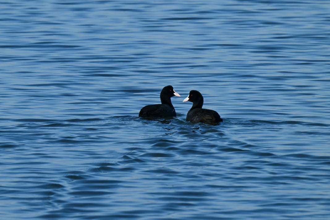 Çakalburnu Lagünü İzmir'in doğal zenginliği 2
