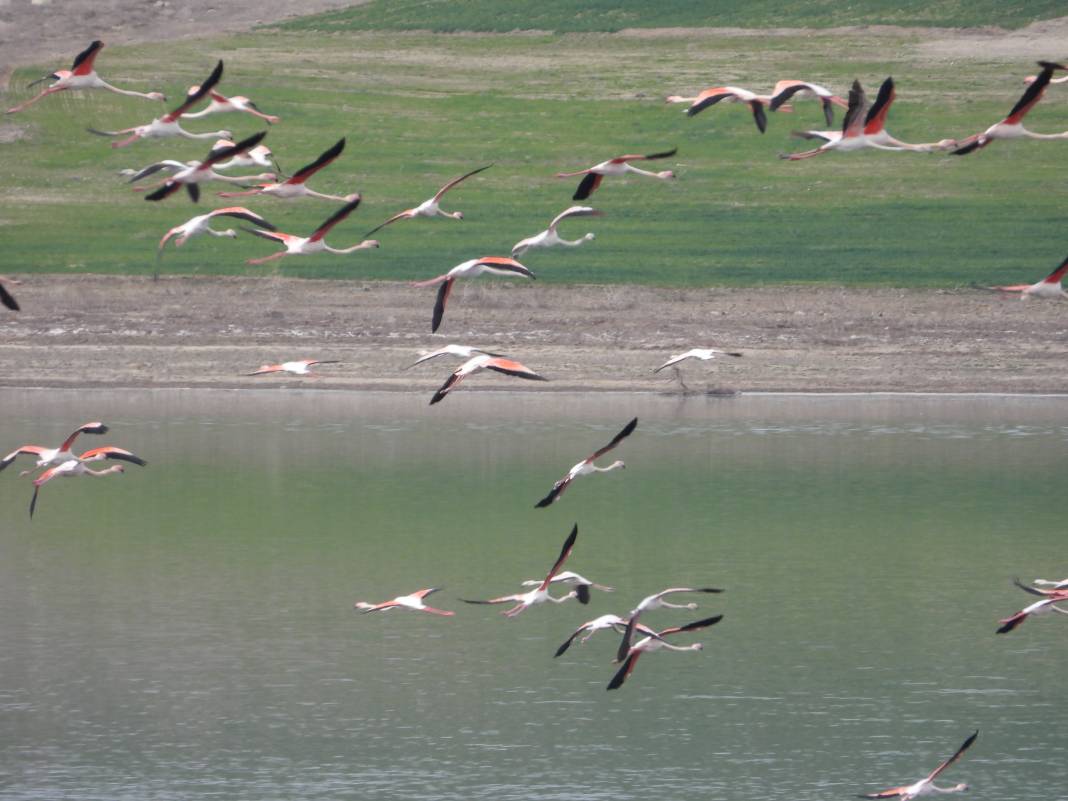 Flamingolar sıcak havayı sevdi Gelingüllü Barajı'na erken ulaştı 1