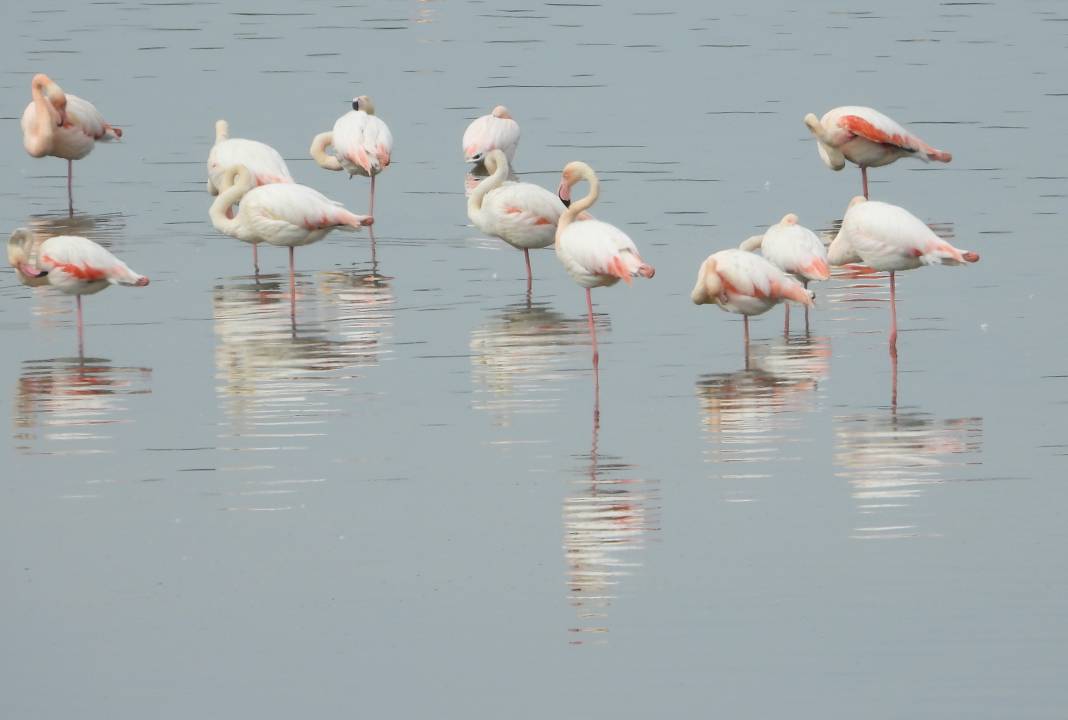 Flamingolar sıcak havayı sevdi Gelingüllü Barajı'na erken ulaştı 2