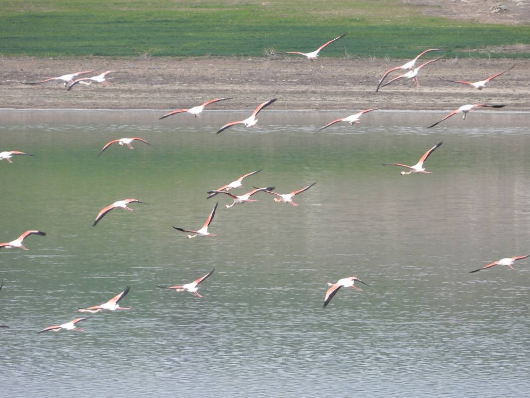 Flamingolar sıcak havayı sevdi Gelingüllü Barajı'na erken ulaştı 3