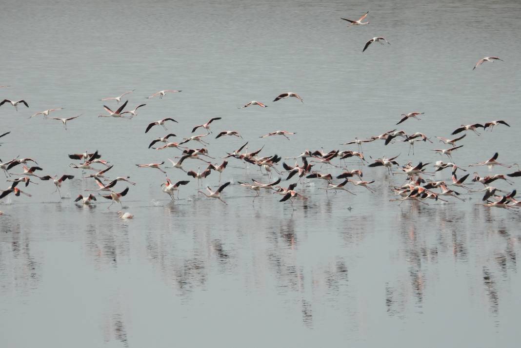Flamingolar sıcak havayı sevdi Gelingüllü Barajı'na erken ulaştı 4