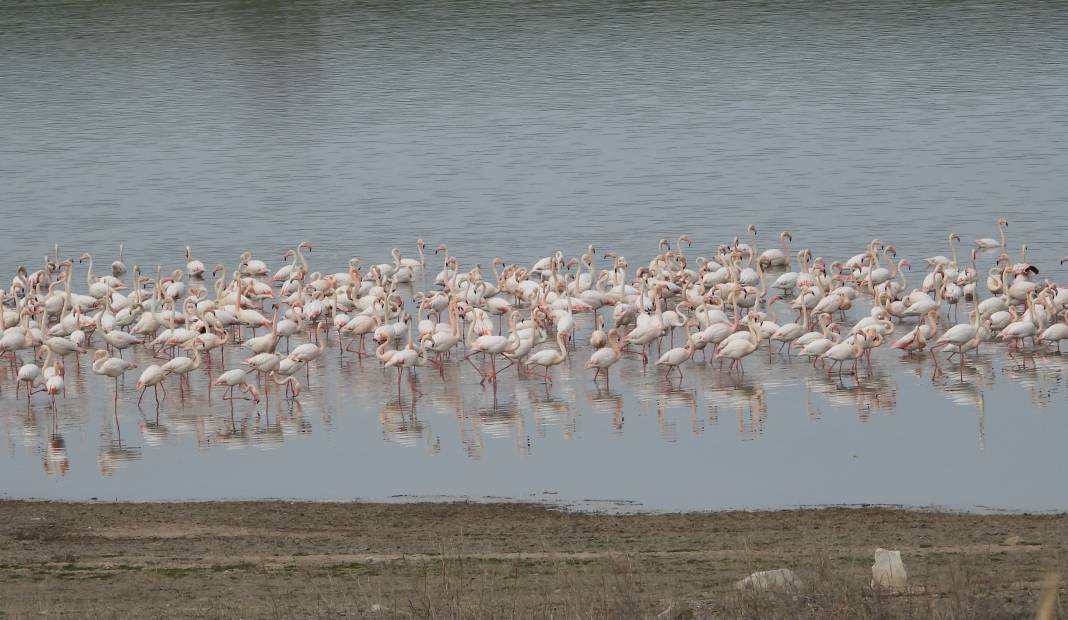 Flamingolar sıcak havayı sevdi Gelingüllü Barajı'na erken ulaştı 5