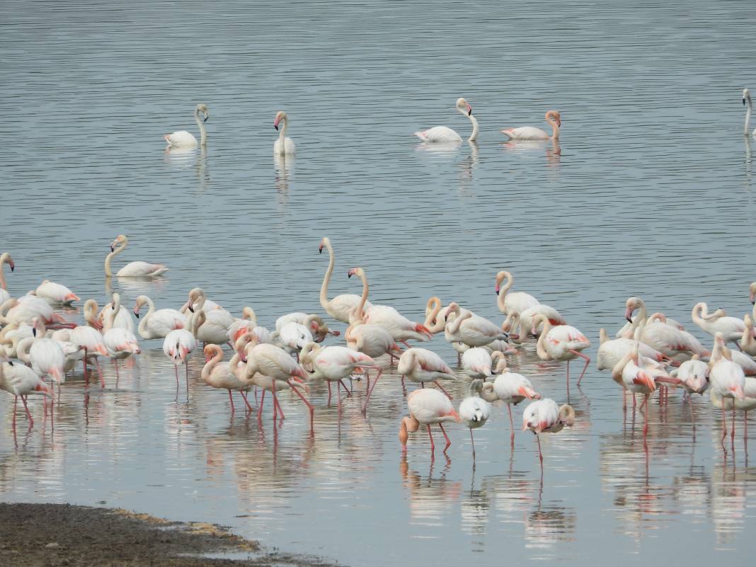 Flamingolar sıcak havayı sevdi Gelingüllü Barajı'na erken ulaştı 9