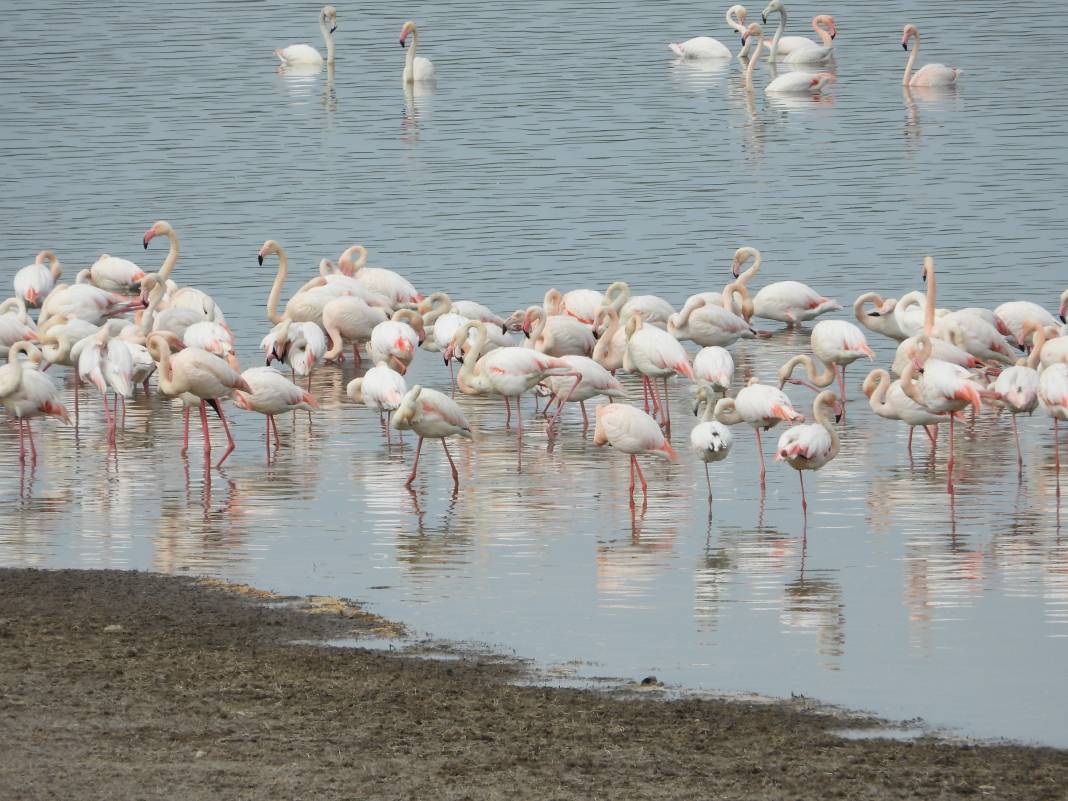 Flamingolar sıcak havayı sevdi Gelingüllü Barajı'na erken ulaştı 10