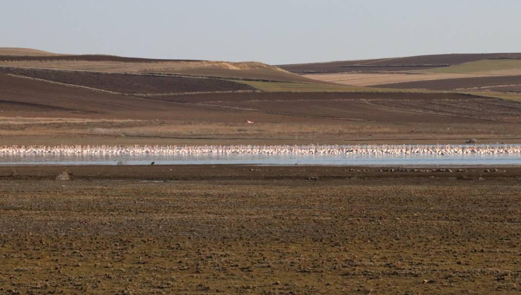 Flamingolar sıcak havayı sevdi Gelingüllü Barajı'na erken ulaştı 6