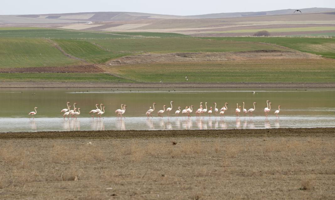 Flamingolar sıcak havayı sevdi Gelingüllü Barajı'na erken ulaştı 7