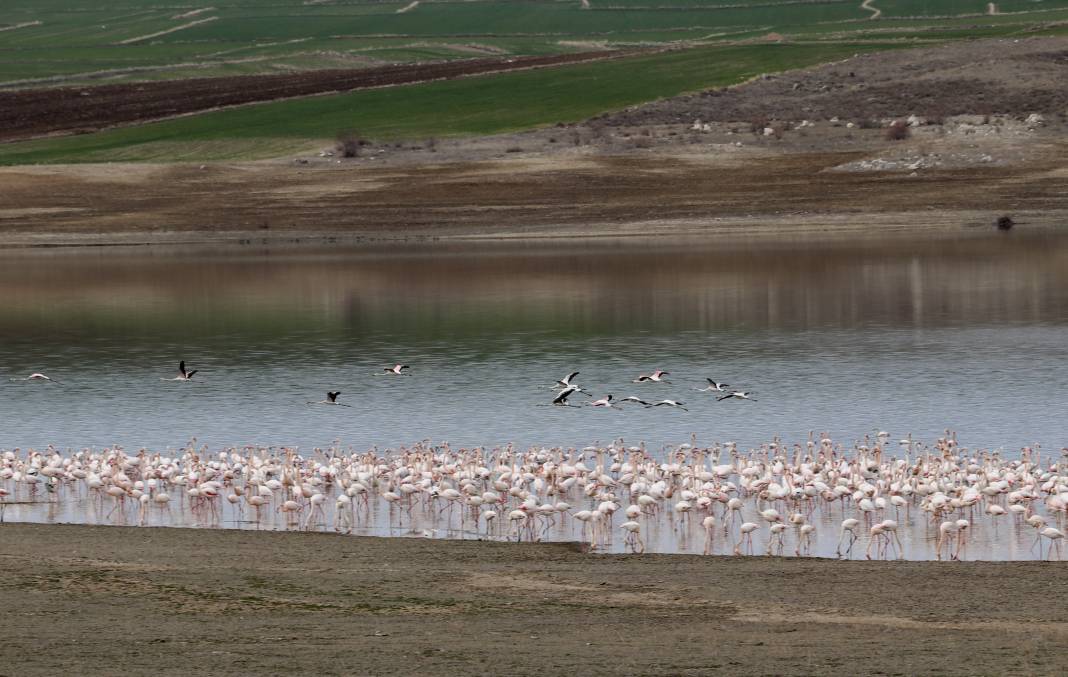 Flamingolar sıcak havayı sevdi Gelingüllü Barajı'na erken ulaştı 8