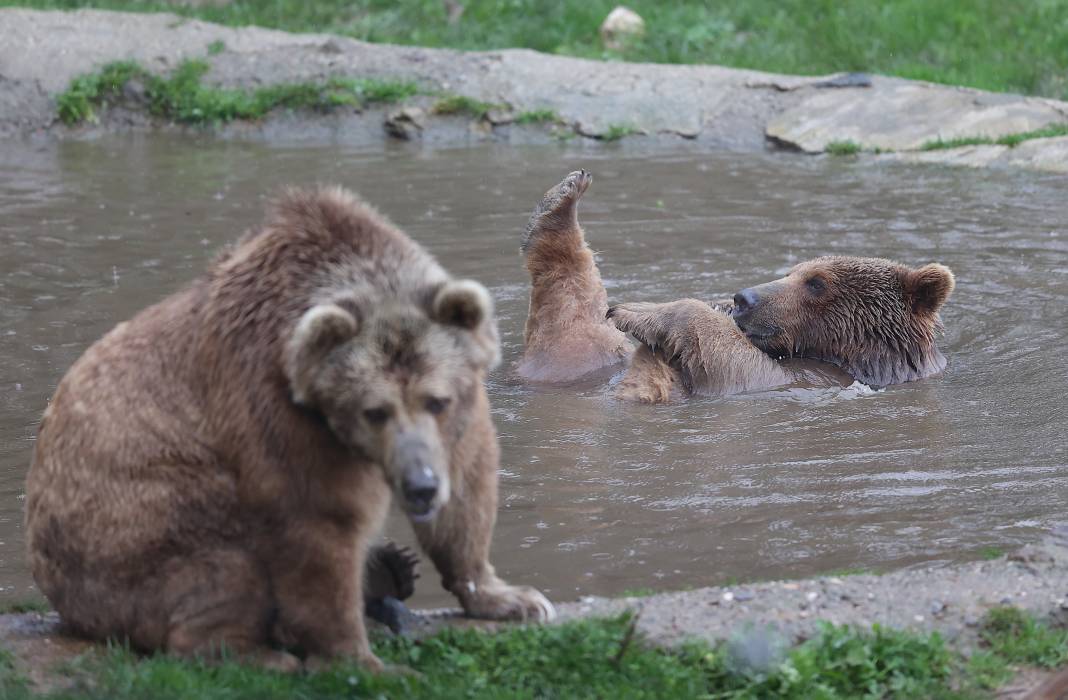 Küresel ısınma ve yetersiz beslenme ayılara kış uykusunu unutturdu 2