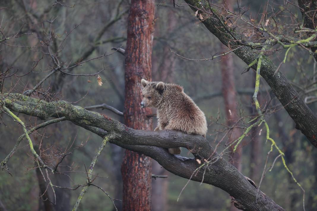 Küresel ısınma ve yetersiz beslenme ayılara kış uykusunu unutturdu 1
