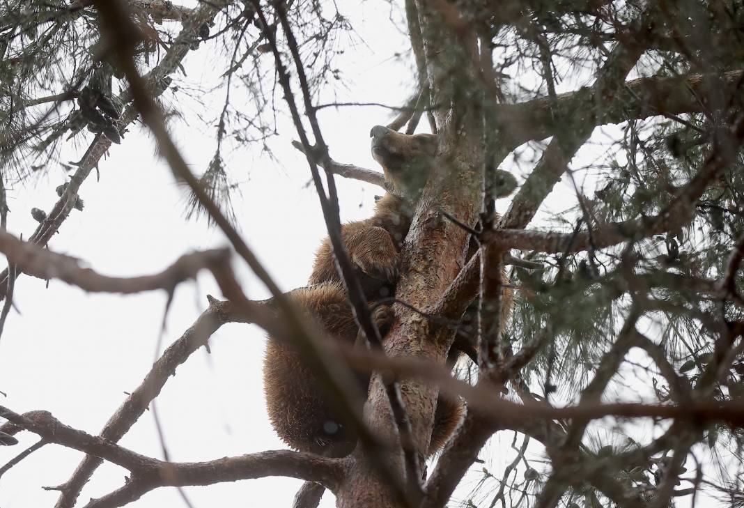 Küresel ısınma ve yetersiz beslenme ayılara kış uykusunu unutturdu 4