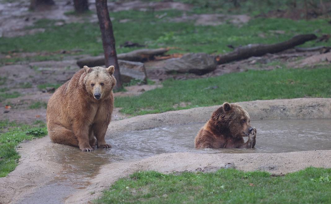 Küresel ısınma ve yetersiz beslenme ayılara kış uykusunu unutturdu 5