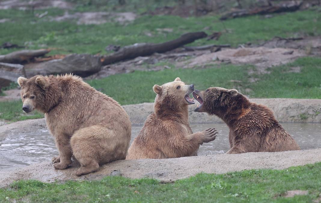 Küresel ısınma ve yetersiz beslenme ayılara kış uykusunu unutturdu 10