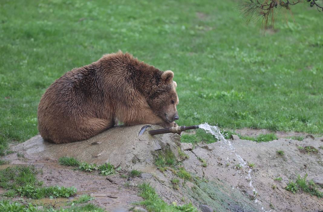 Küresel ısınma ve yetersiz beslenme ayılara kış uykusunu unutturdu 6