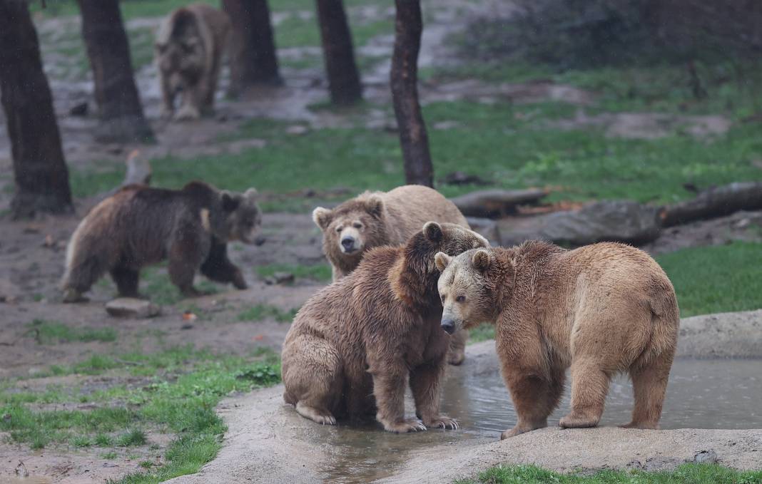 Küresel ısınma ve yetersiz beslenme ayılara kış uykusunu unutturdu 9