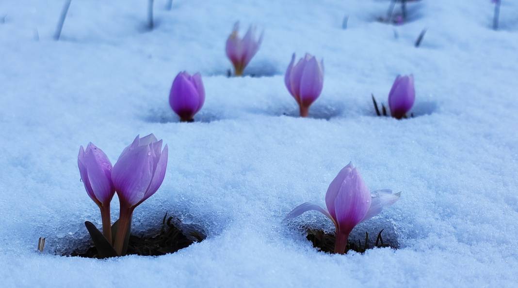 Yazın habercisi çiğdem çiçeklerinden kar altından kartpostallık görüntüler 5