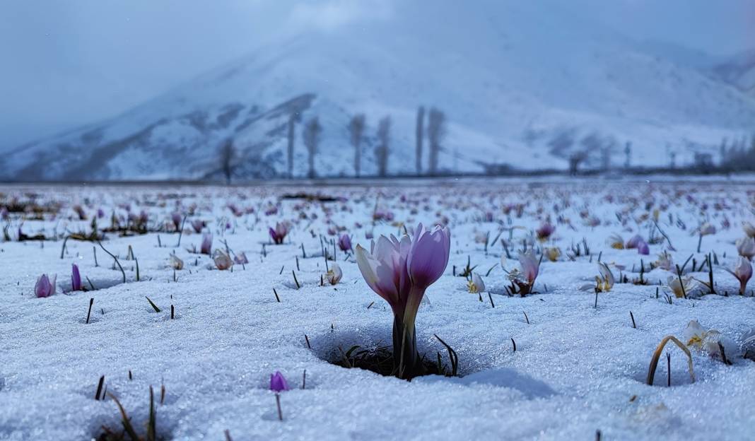 Yazın habercisi çiğdem çiçeklerinden kar altından kartpostallık görüntüler 1