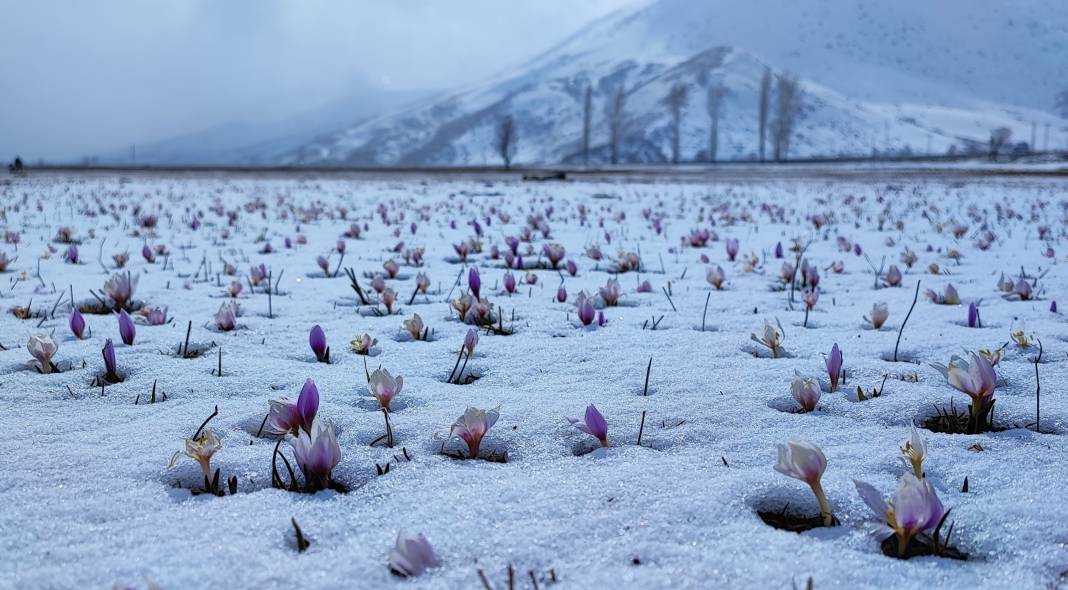 Yazın habercisi çiğdem çiçeklerinden kar altından kartpostallık görüntüler 3