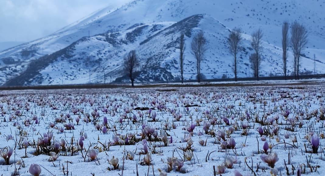 Yazın habercisi çiğdem çiçeklerinden kar altından kartpostallık görüntüler 2