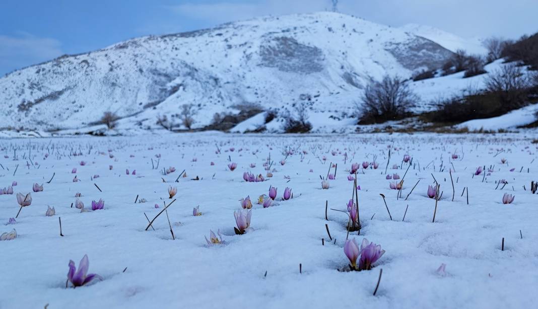 Yazın habercisi çiğdem çiçeklerinden kar altından kartpostallık görüntüler 4