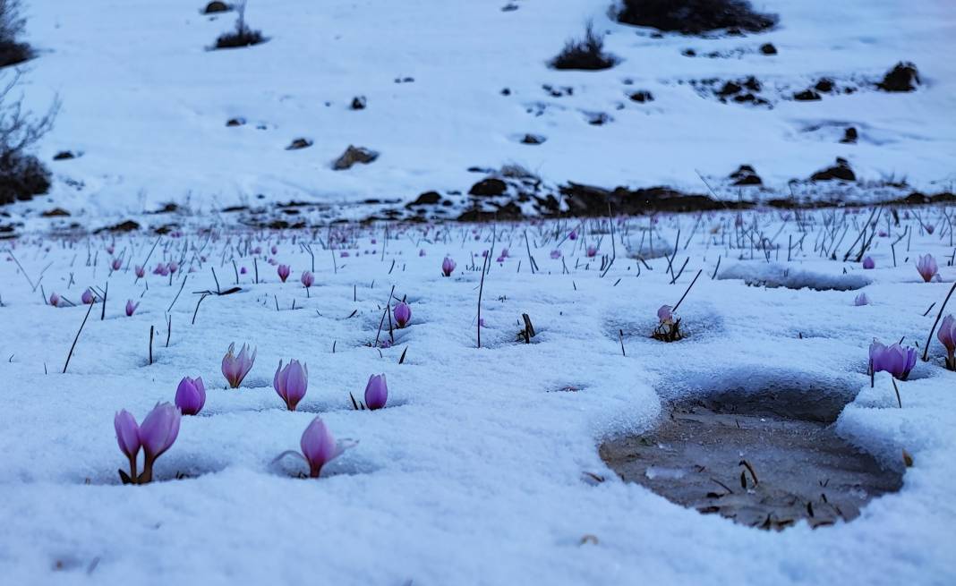 Yazın habercisi çiğdem çiçeklerinden kar altından kartpostallık görüntüler 6