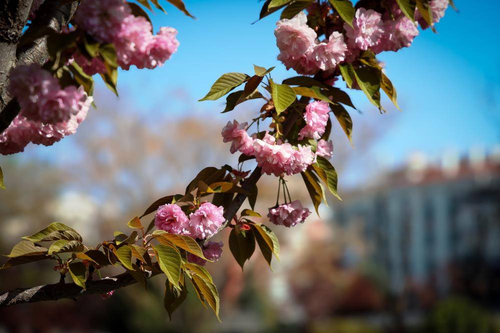 Tohumları Japonya'dan geldi! Konya'da sakura çiçekleri görsel şölen oluşturdu! 7