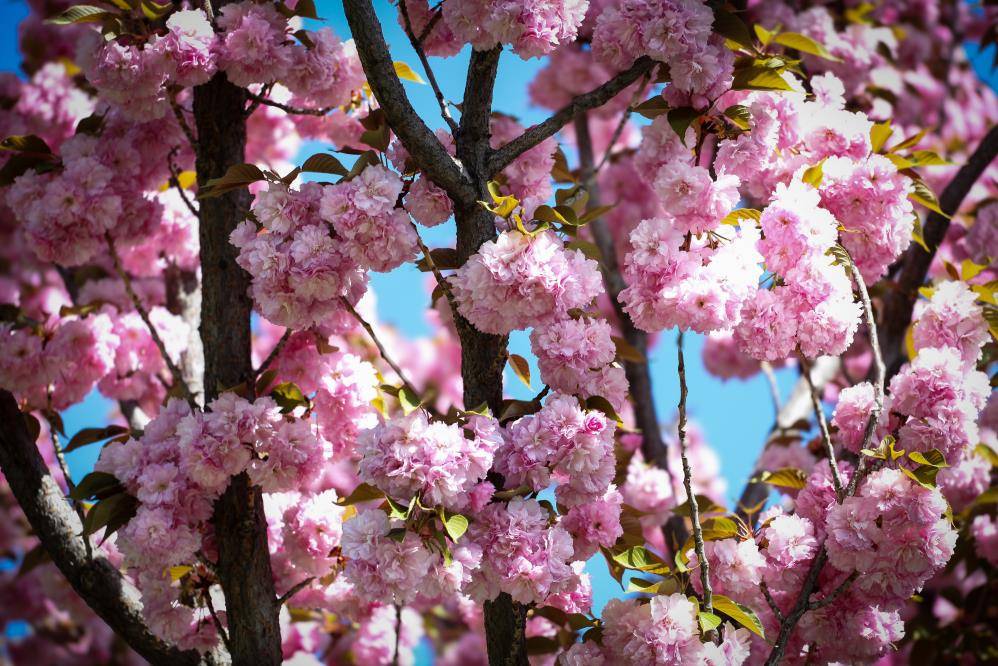 Tohumları Japonya'dan geldi! Konya'da sakura çiçekleri görsel şölen oluşturdu! 5