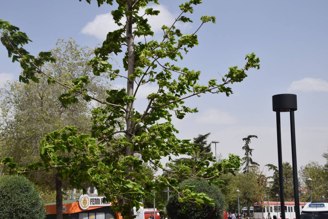 Konya'da fırtına ağaçların belini büktü 4
