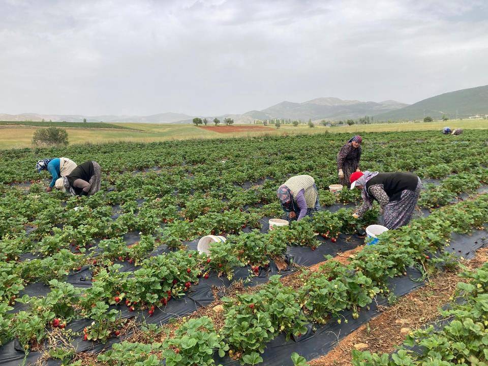 Konya'nın coğrafi tescilli ürünü ilçenin istihdam kapısı oldu! 4