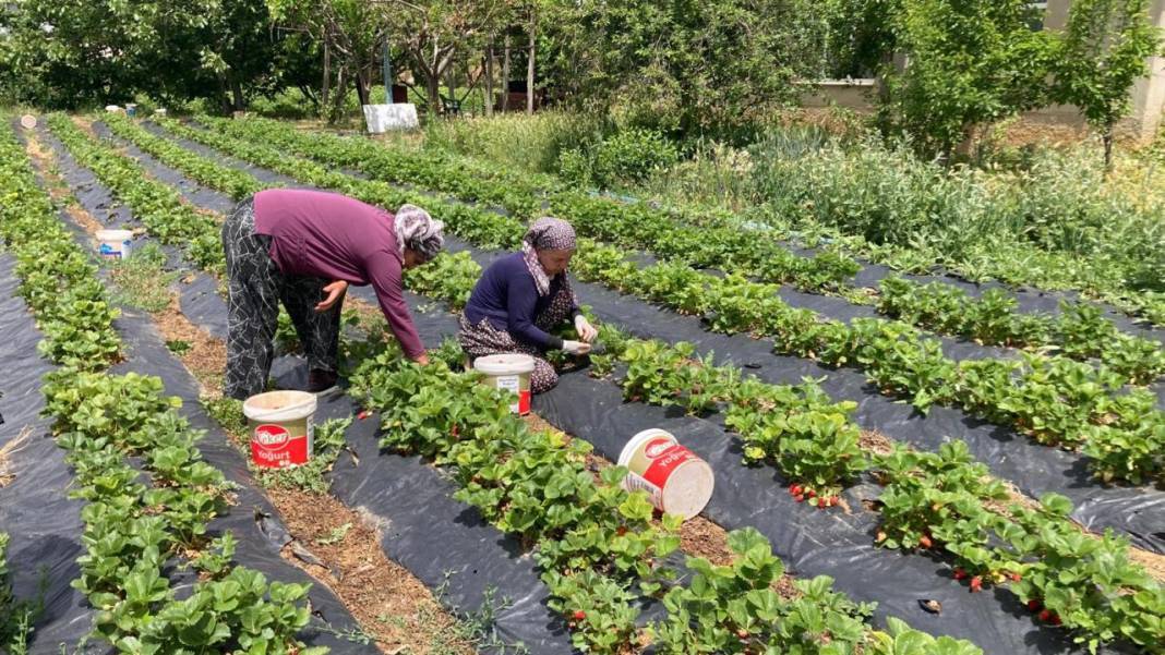 Konya'nın coğrafi tescilli ürünü ilçenin istihdam kapısı oldu! 3