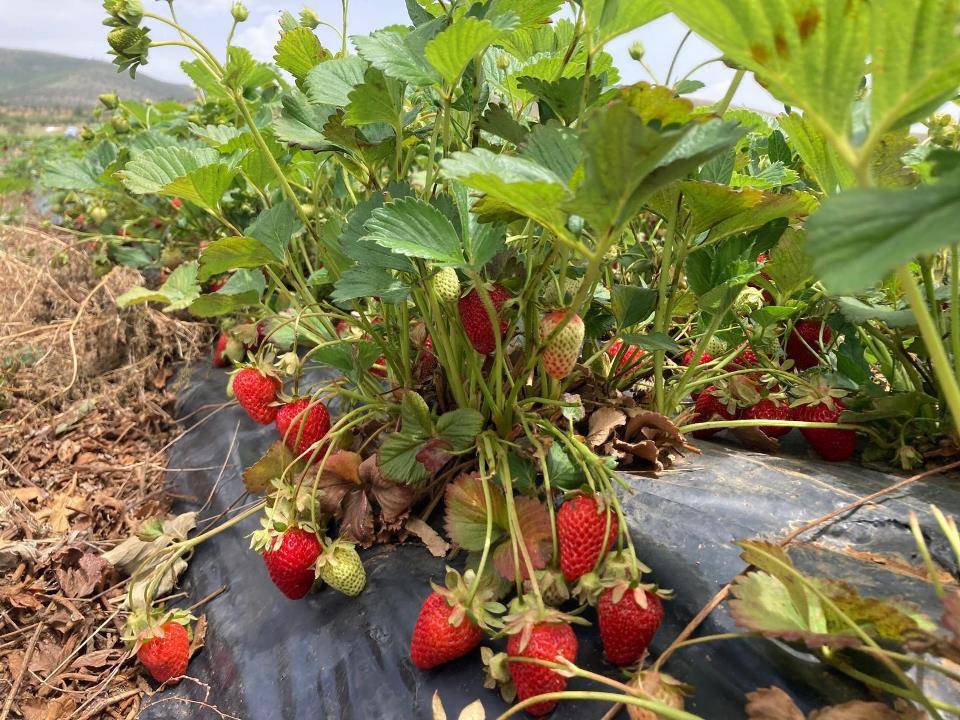 Konya'nın coğrafi tescilli ürünü ilçenin istihdam kapısı oldu! 1