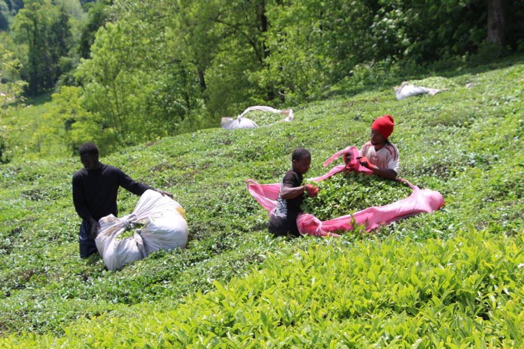 Afrikalı işçiler çay hasadında 10