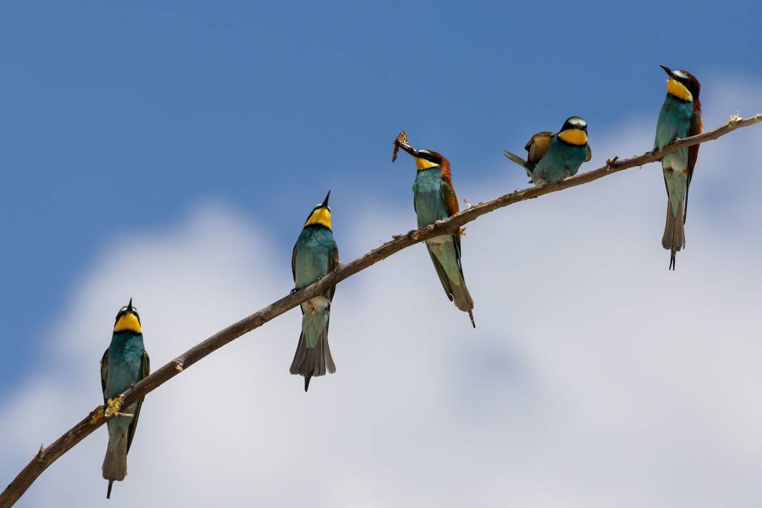 Göç eden arı kuşlarının durak noktası Konya oldu! 3