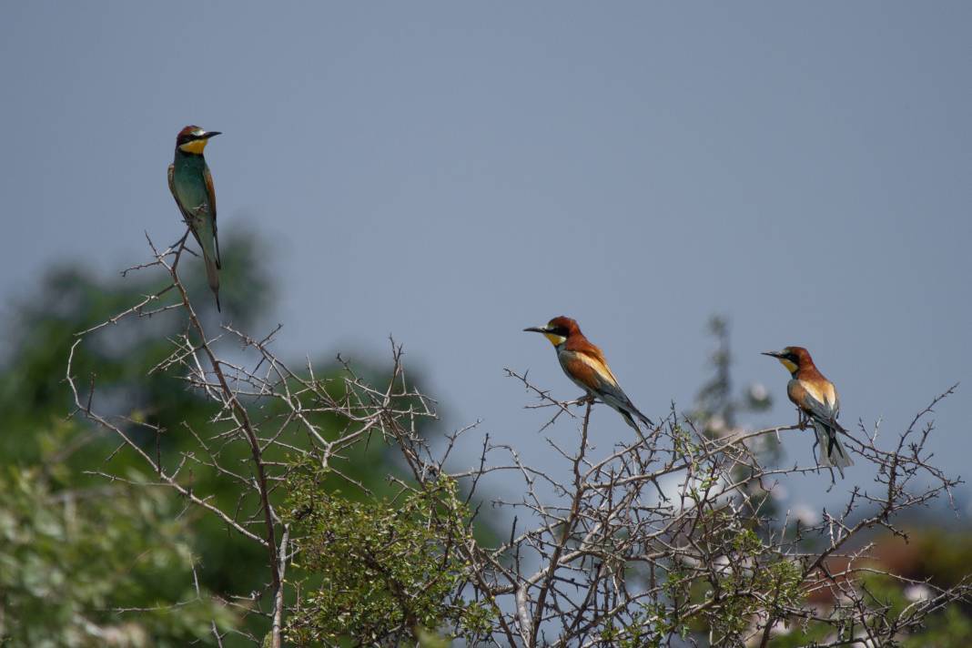 Göç eden arı kuşlarının durak noktası Konya oldu! 2