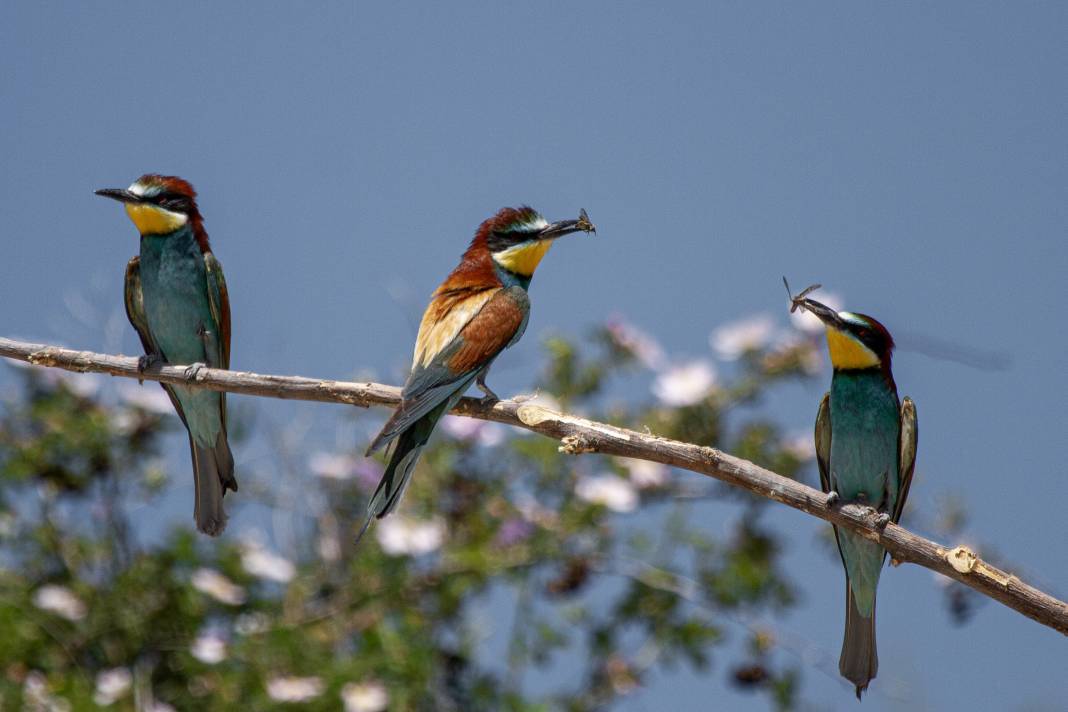 Göç eden arı kuşlarının durak noktası Konya oldu! 4
