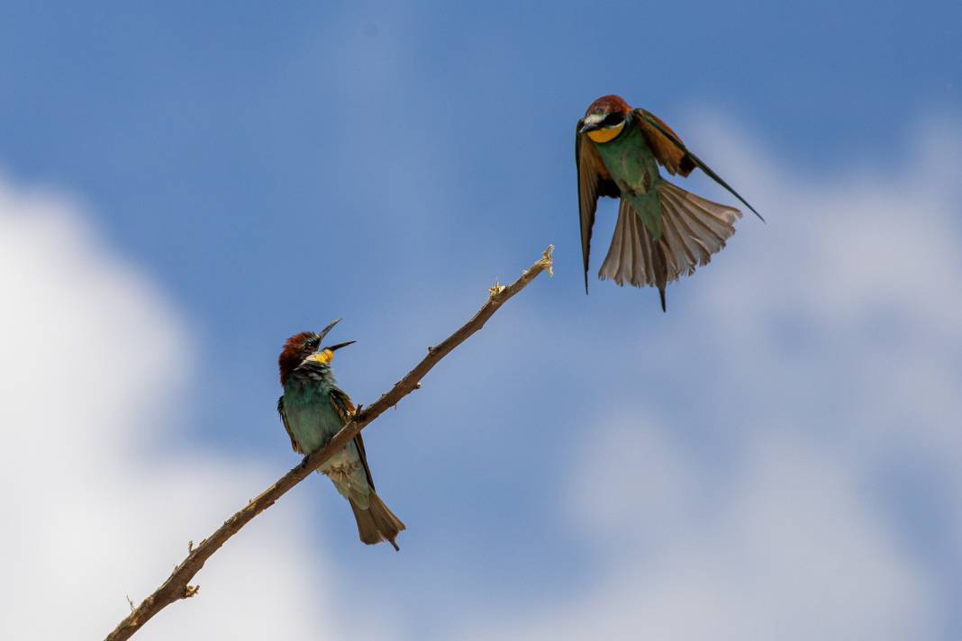Göç eden arı kuşlarının durak noktası Konya oldu! 7