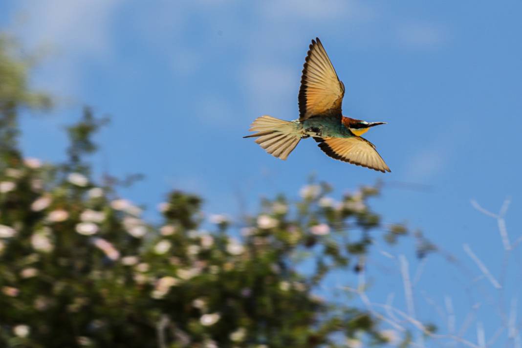 Göç eden arı kuşlarının durak noktası Konya oldu! 8