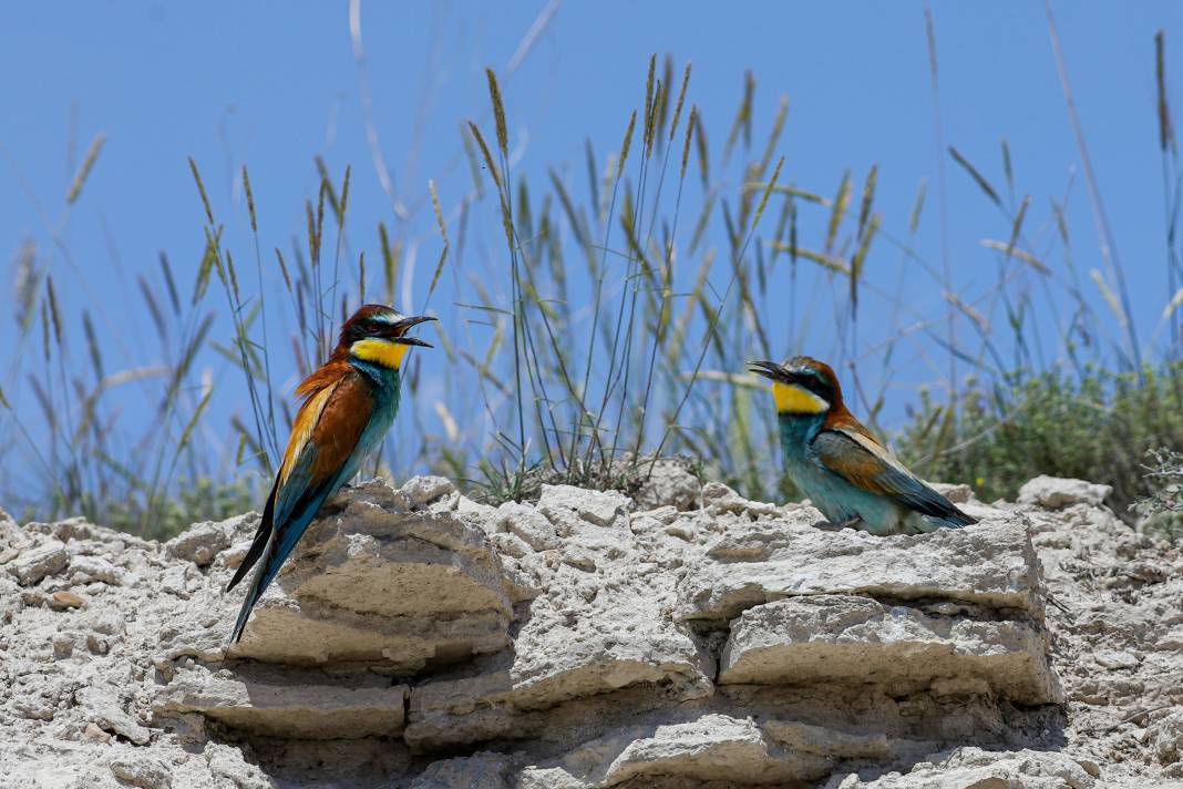 Göç eden arı kuşlarının durak noktası Konya oldu! 10