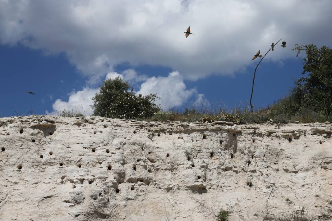 Göç eden arı kuşlarının durak noktası Konya oldu! 6