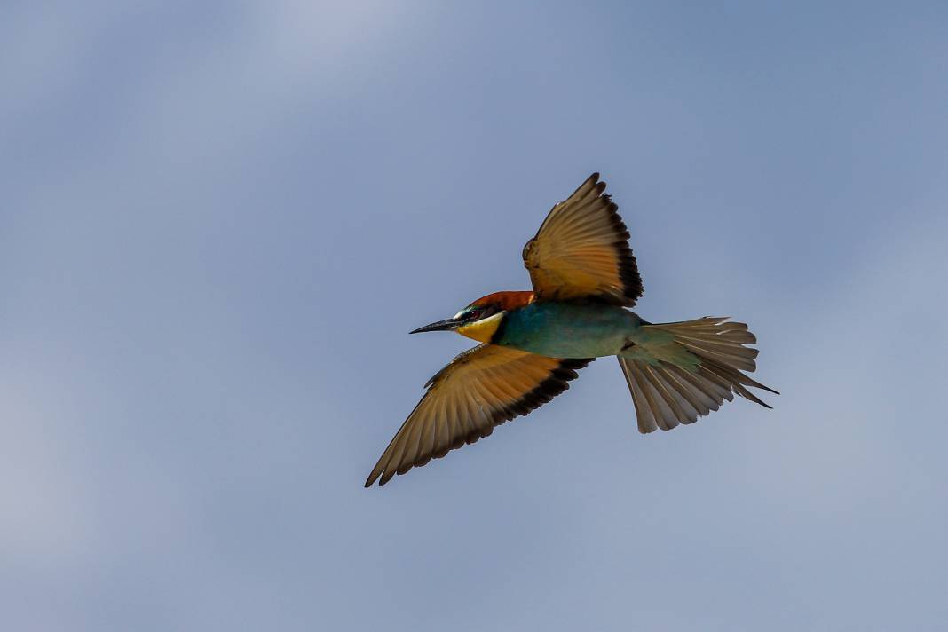 Göç eden arı kuşlarının durak noktası Konya oldu! 11