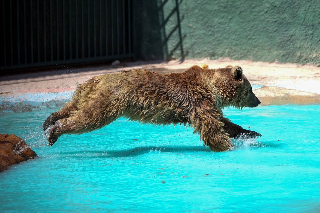 Konya'da koruma altındaki ayıların rahatı için her şey düşünülüyor 1